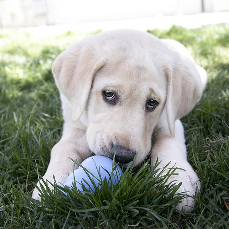 KONG Puppy Natural Teething Rubber Dog Chew Toy With Your Choice of Dog Treat Toy XS-L - DOGNORGAL